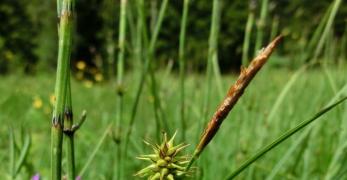 Carice di Oeder (Carex Flava, Cyperaceae)