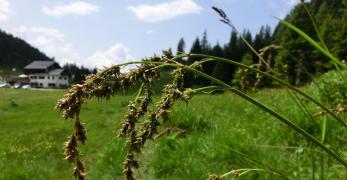 Carice Brunastra (Carex Brunnescens, Cyperaceae)