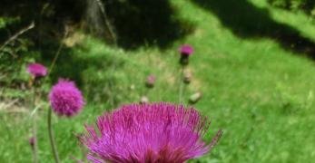 Cardo Serretta (Cirsium Pannonicum, Asteraceae)