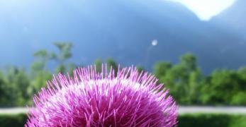 Cardo Rosso (Carduus Nutans, Asteraceae)