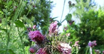 Cardo Personata (Carduus Personata, Asteraceae)