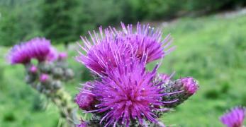 Cardo di Palude (Cirsium Palustre, Asteraceae)