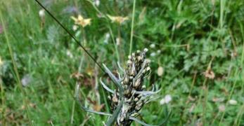 Canapicchia Norvegese (Gnaphalium Norvegicum, Asteraceae)