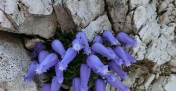 Campanula di Zoys (Campanula Zoysii Wulfen, Campanulaceae)