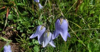 Campanula Barbata (Campanula Barbata, Campanulaceae)