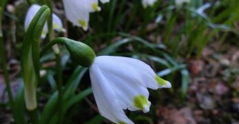 Campanellino (Leucojum Vernum, Amaryllidaceae)