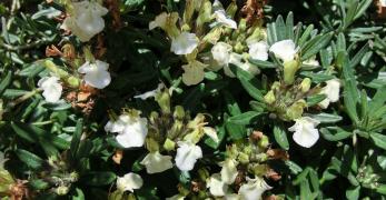 Camedrio Montano (Teucrium Montanum, Lamiaceae)