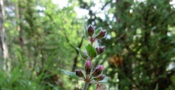 Camedrio Comune (Teucrium Chamaedrys, Lamiaceae)