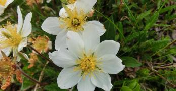 Camedrio Alpino (Dryas Octopetala, Rosaceae)
