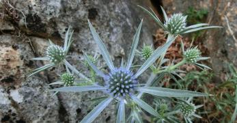 Calcatreppola Ametistina (Eryngium Amethystinum, Apiaceae)