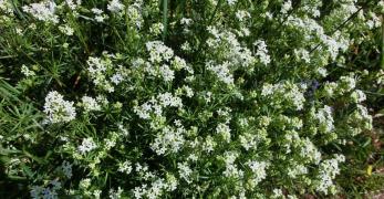 Caglio Alpino (Galium Anisophyllum, Rubiaceae)