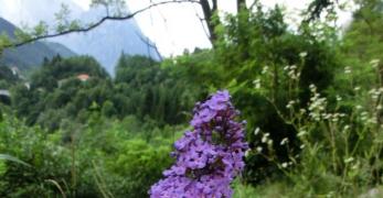 Buddlja di David (Buddleja Davidii, Buddlejaceae)