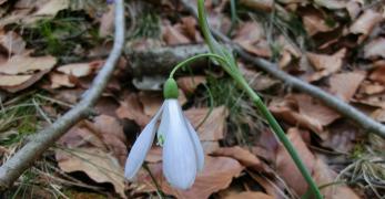 Bucaneve (Galanthus Nivalis, Amaryllidaceae)