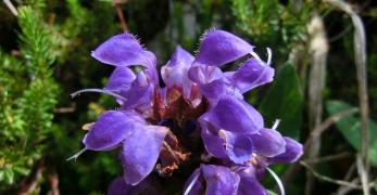 Brunella (Prunella Vulgaris, Lamiaceae)