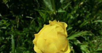 Botton d’Oro (Trollius Europaeus, Ranunculaceae)