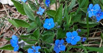 Borrana (Omphalodes Verna, Boraginaceae)