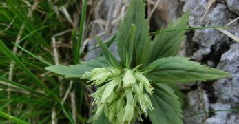 Bonarota Gialla (Paederota Lutea, Plantaginaceae)