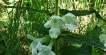 Bocca di Lupo (Antirrhinum Majus, Plantaginaceae)