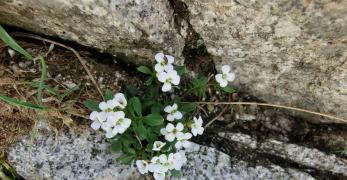 Billeri Pennato (Cardamine Resedifolia, Brassicaceae)