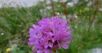 Spillone Alpino (Armeria Alpina, Plumbaginaceae)