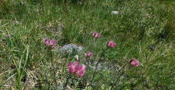 Sempiterni di Montagna (Antennaria Dioica, Asteraceae)