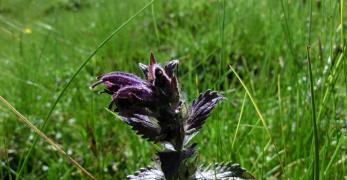 Bartsia (Bartsia Alpina, Orobanchaceae)