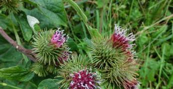 Bardana Maggiore (Arctium Lappa, Asteraceae)