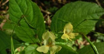 Balsamina Minore (Impatiens Parviflora, Balsaminaceae)
