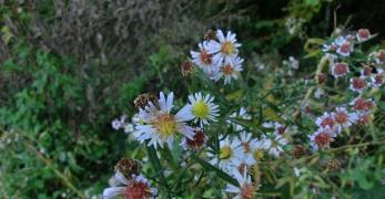 Astro Americano (Symphyotrichum Novi-Belgii, Asteraceae)