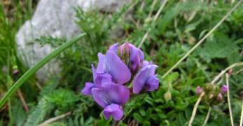 Astragalo Montano (Oxytropis Jacquinii Bunge, Fabaceae)