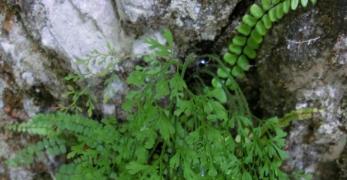 Asplenio Ruta di Muro (Asplenium Ruta-Muraria, Aspleniaceae)