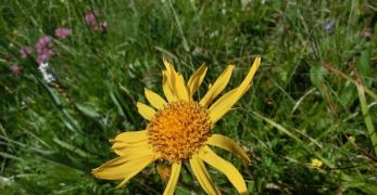 Arnica (Arnica Montana, Asteraceae)