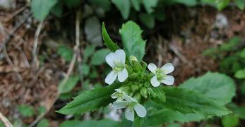 Arabetta Maggiore (Arabis Turrita, Brassicaceae)