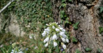 Arabetta Glauca (Arabis Pauciflora, Brassicaceae)