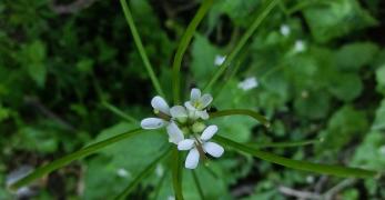 Alliaria Comune (Alliaria Petiolata, Brassicaceae)