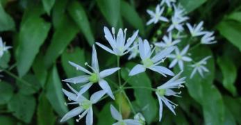 Aglio Orsino (Allium Ursinum, Amaryllidaceae)