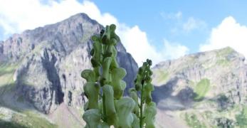 Aconito Luparia (Aconitum Lycoctonum, Ranunculaceae)