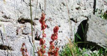 Acetosa Soldanella (Oxyria Digyna, Polygonaceae)