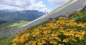 Fioritura di Senecio in Valfredda
