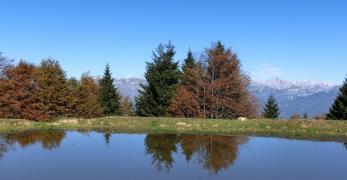 Riflessi