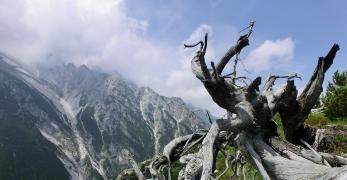 Mughi scheletriti lungo la cresta del Dosso Nadei