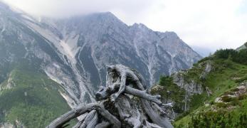 Mughi scheletriti lungo la cresta del Dosso Nadei