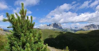 Panorama verso il Sassolungo dalla cresta del Buffaure