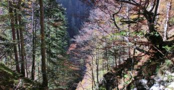 Colori autunnali in Val Cerosolin