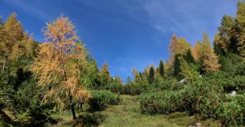 Larici in veste autunnale in prossimità del Bivacco Pramaggiore