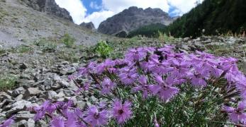 Fioritura di Garofani di Sternberg in Val Sciol de Mont