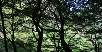 Controluce