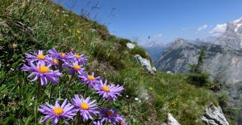 Fioritura di Astro Alpino sulle pendici de Le Cime