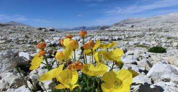 Papavero Alpino sull’Altipiano delle Mesules