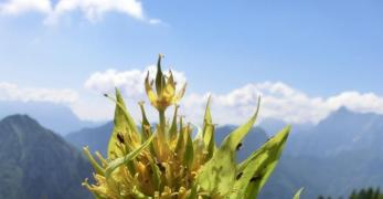 Genziana Maggiore (Gentina Lutea, Gentianaceae)